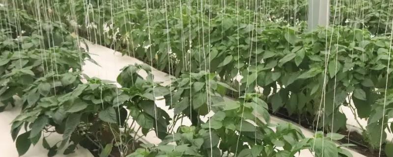 岩棉栽培技术