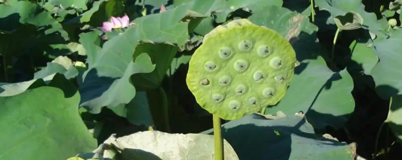 莲蓬子怎么种
