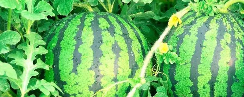 西瓜、葫芦什么时候成熟