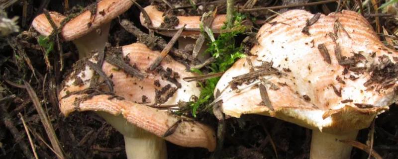野生菌可以人工种植吗