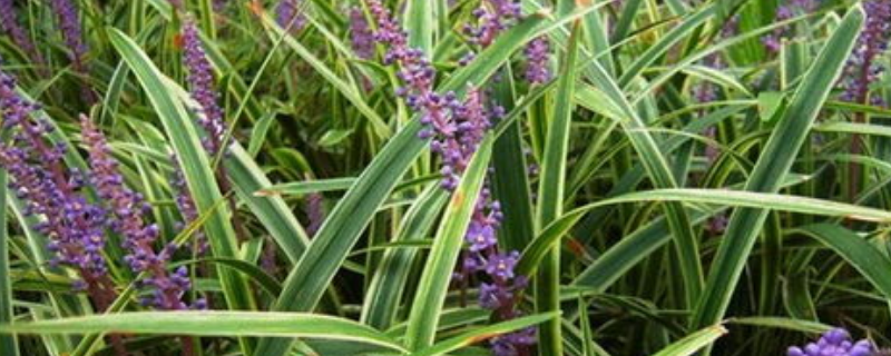 麦冬种植方法要点
