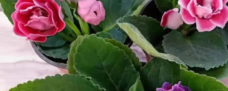 大岩桐种球怎么种