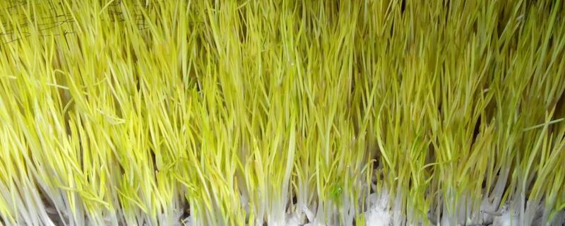 种植蒜黄利润大吗