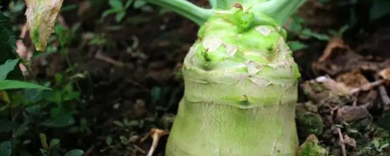 大头菜什么时候播种
