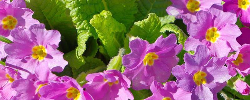 夜来香花的养殖