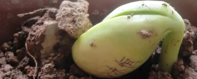 魔法豆怎么种