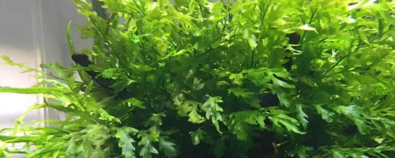 黑木蕨怎么种