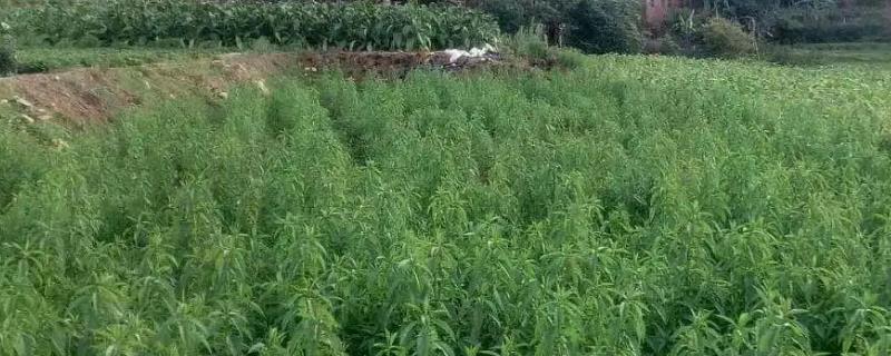 虫草参的种植