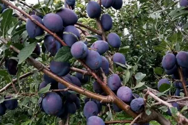 西梅种植管理，附果园建设要点