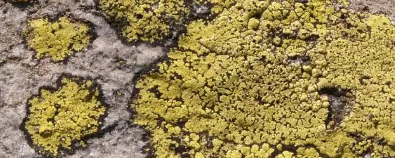 地衣的栽培技术