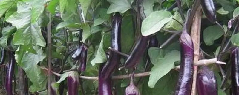 茄子常见病虫害有哪些