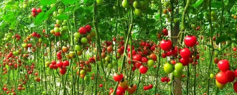 小果番茄春季种植技术要点