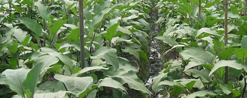 大棚茄子需要授粉吗