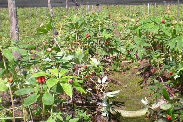 重楼种植技术，附重楼种子催芽技术