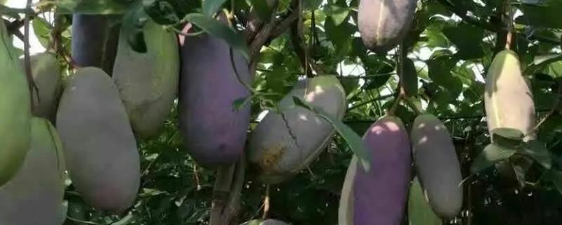 八月炸什么时候成熟