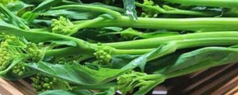 冲菜是什么菜