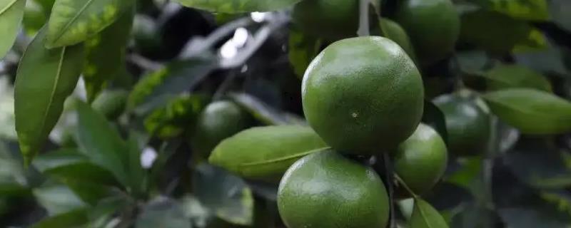 青橘子什么时候成熟