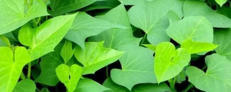 长寿菜是什么菜