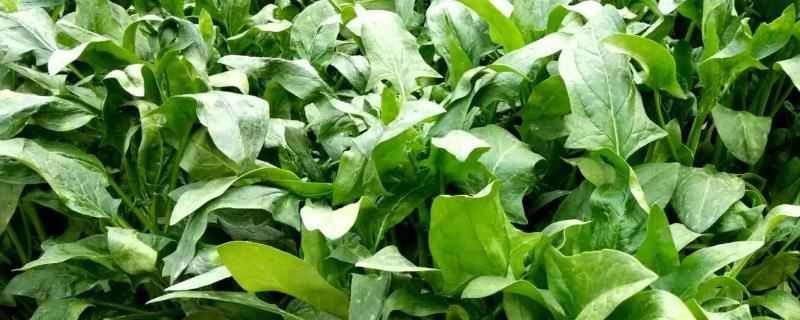 秋菠菜怎么种
