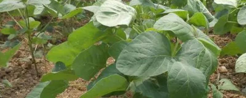 秋黄豆什么时候播种