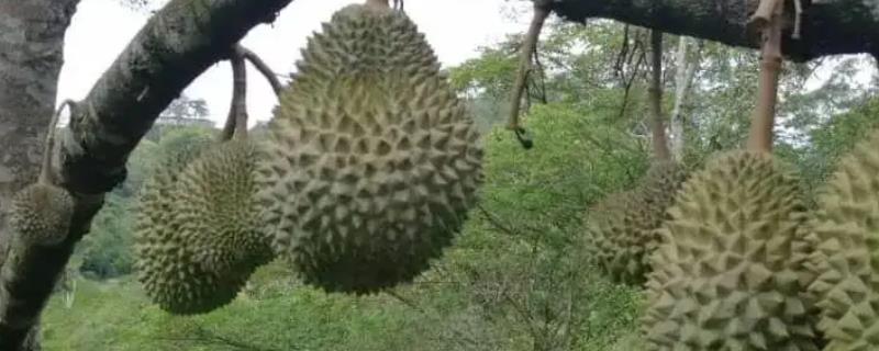 猫山王榴莲什么时候成熟