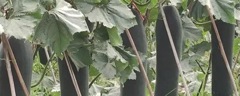 怎么种冬瓜