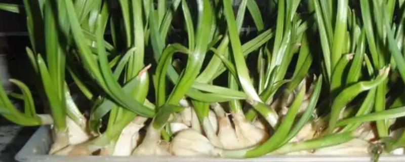 阳台大蒜的种植方法