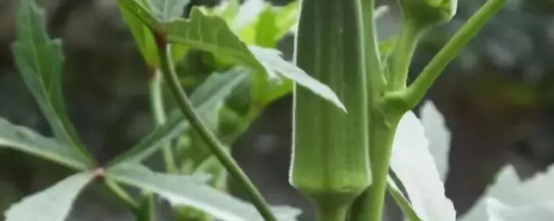 秋葵原产地