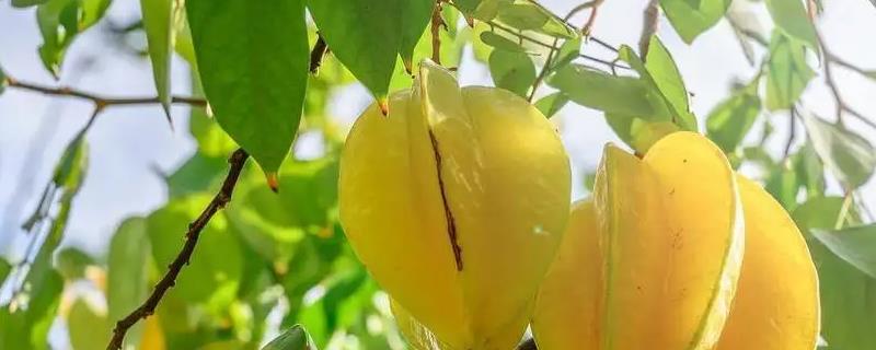 杨桃怎么种