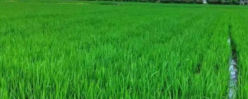 一季稻什么时候播种