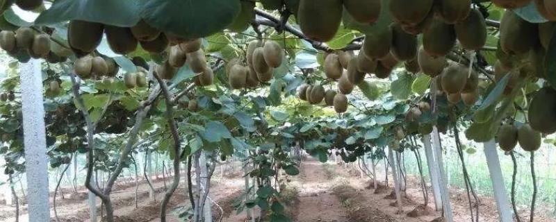 猕猴桃籽怎么种