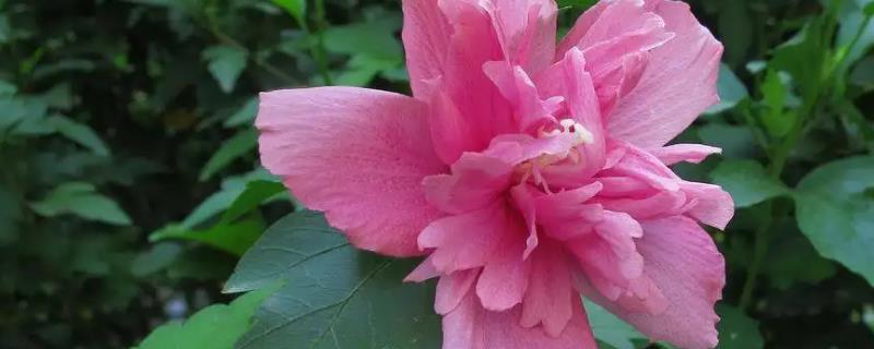 木槿花养殖方法