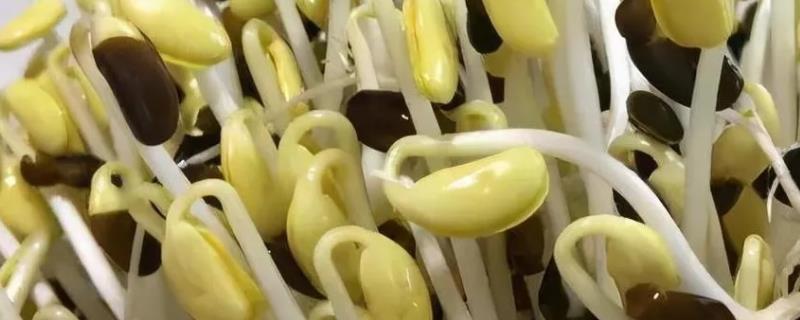 黑豆芽的种植方法