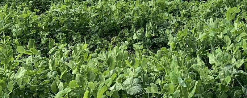 怎么种豌豆尖