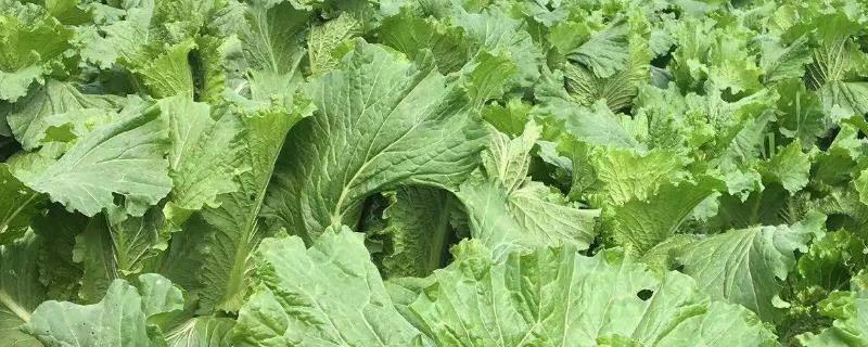 怎么种有机蔬菜