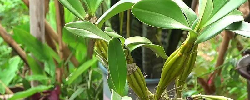 石斛种植条件有哪些