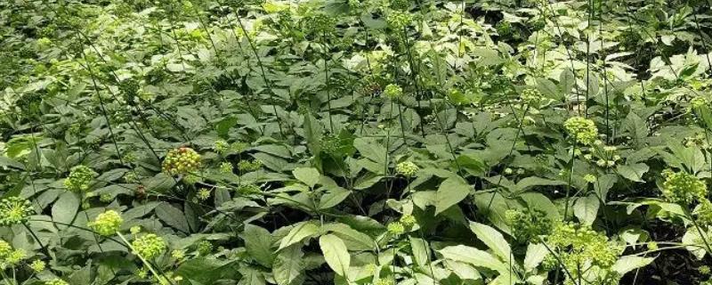 三七种子买回来怎么种植