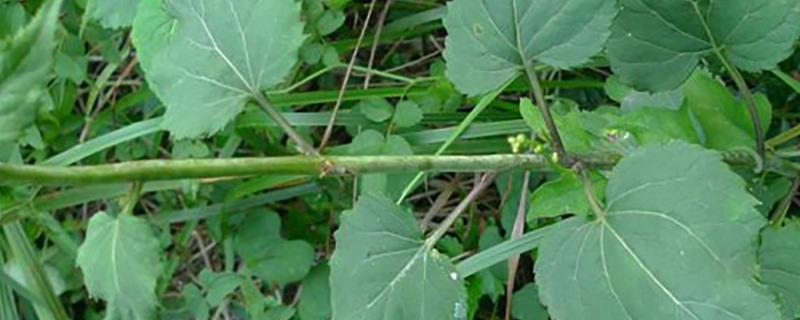地参种植方法