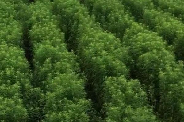 地参种植方法，附种植管理要点