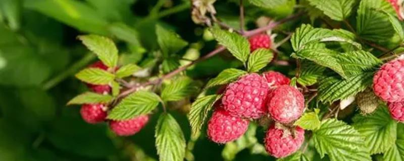 覆盆子种植要点