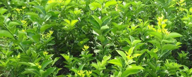 枳壳怎么种植
