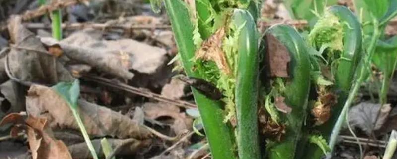 蕨菜怎么种植