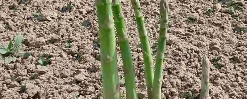 芦笋种植一年采收几次