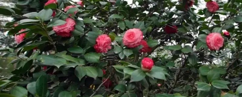 山茶花养殖注意事项