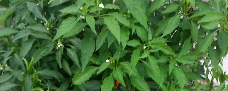 辣椒落花落果的原因