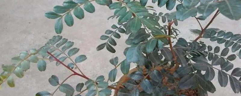 清香木怎么养殖