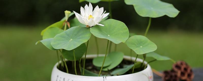 盆栽荷花怎么种植