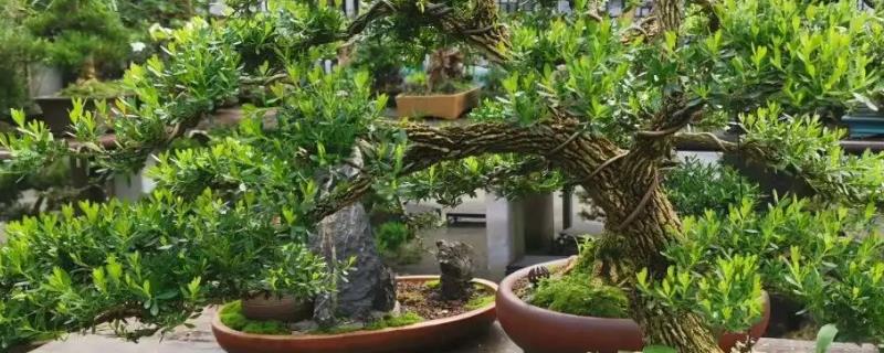 盆栽黄杨的养殖方法