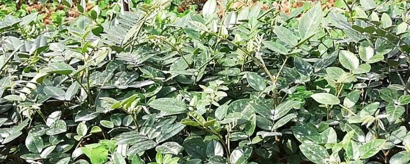 山豆根怎么种植
