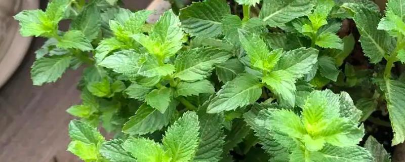 种植薄荷前景怎样